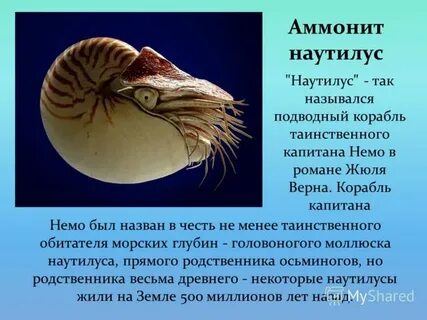 Головоногие моллюски раковина