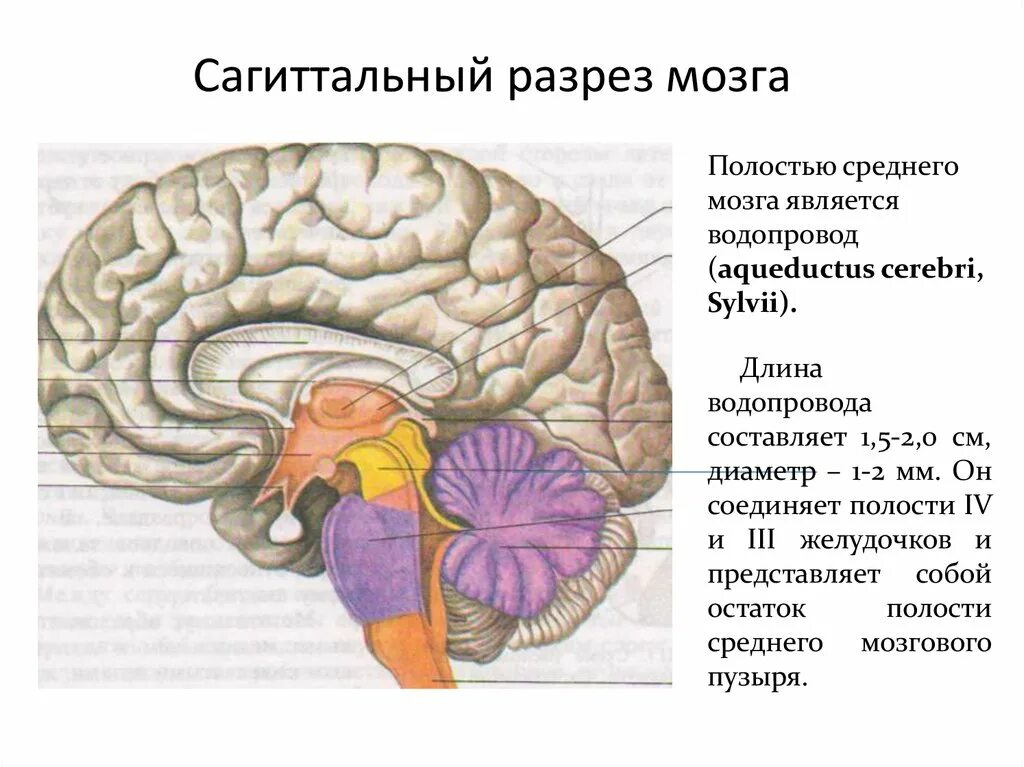 Мозг имеет полость. Промежуточный мозг Сагиттальный разрез головного мозга. Четвертый желудочек на сагиттальном разрезе. Средний мозг зрительные Бугры. Таламус Сагиттальный разрез.