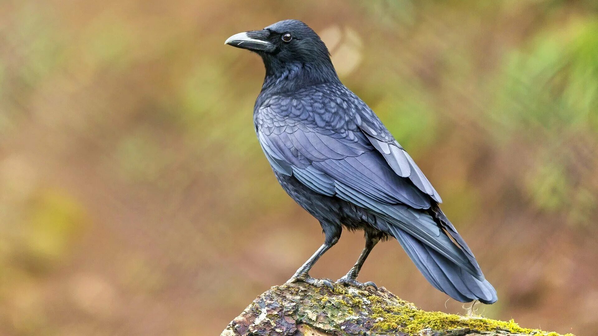 Грач конечно птица. Афганские грачи. Грач конечно птица. Видела во сне грача. Афганские грачи.
