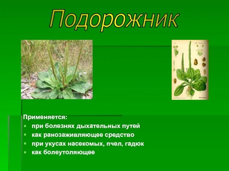 Лесная аптека 2 класс. Кл зеленый. Лес для презентации. Зеленый урок 2 класс. Зеленый урок 2 класс.