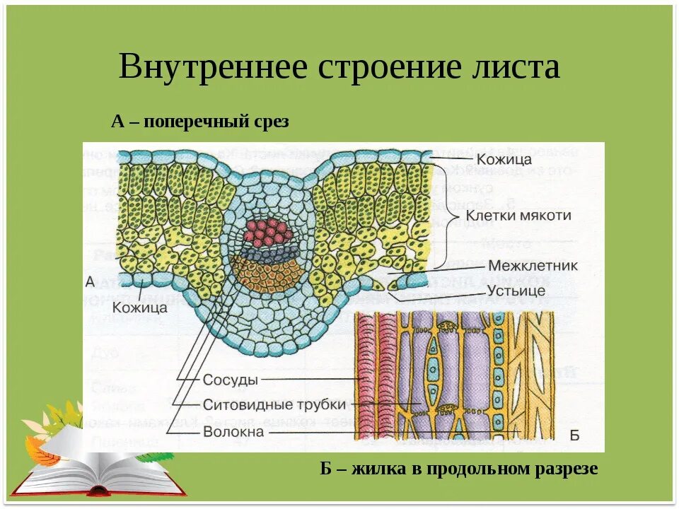 В жилках листа находится сверху. Строение среза листовой пластинки. Поперечный срез листа строение. Клеточное строение листовой пластинки 6 класс биология. Ткани растений поперечный срез листа.