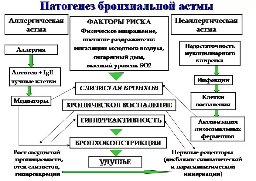 Схема ба. Механизм возникновения приступа бронхиальной астмы. Патогенез бронхиальной астмы схема. Механизм развития бронхиальной астмы. Схема патогенеза аллергической бронхиальной астмы.