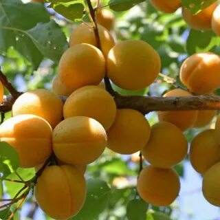 Абрикос лель описание сорта отзывы