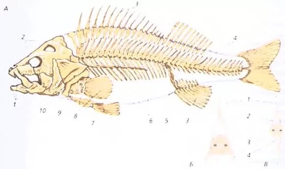 Скелет костной рыбы рис 113. Скелет костной рыбы 7 класс биология. Скелет рыбы биология 7 класс. Строение скелета рыбы 7 класс биология.