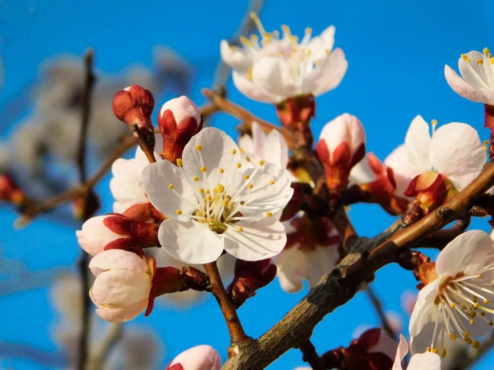 Цветущий абрикос нооруз. Абрикос сибирский цветение. Абрикос московский цветение. Цветы абрикосов. Цветущий абрикос.