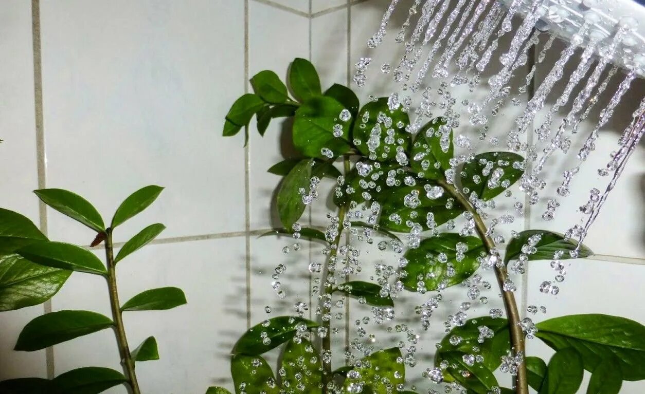Как мыть цветы