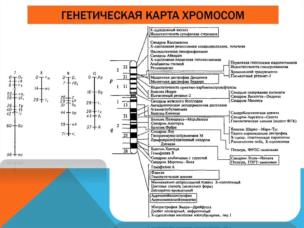 Генетическая карта 2 хромосомы человека. Генетическая карта 1-й хромосомы человека. Генетическая карта x -хромосомы человека. Генетическая крата хромосом. Наследственный материал хромосомы