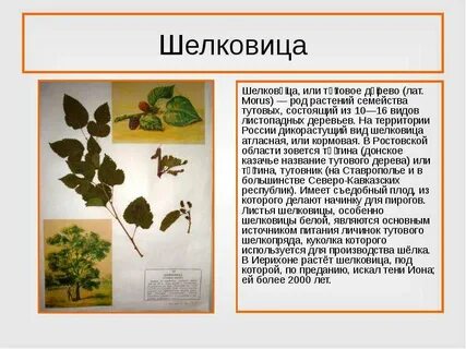 Витамины в шелковице