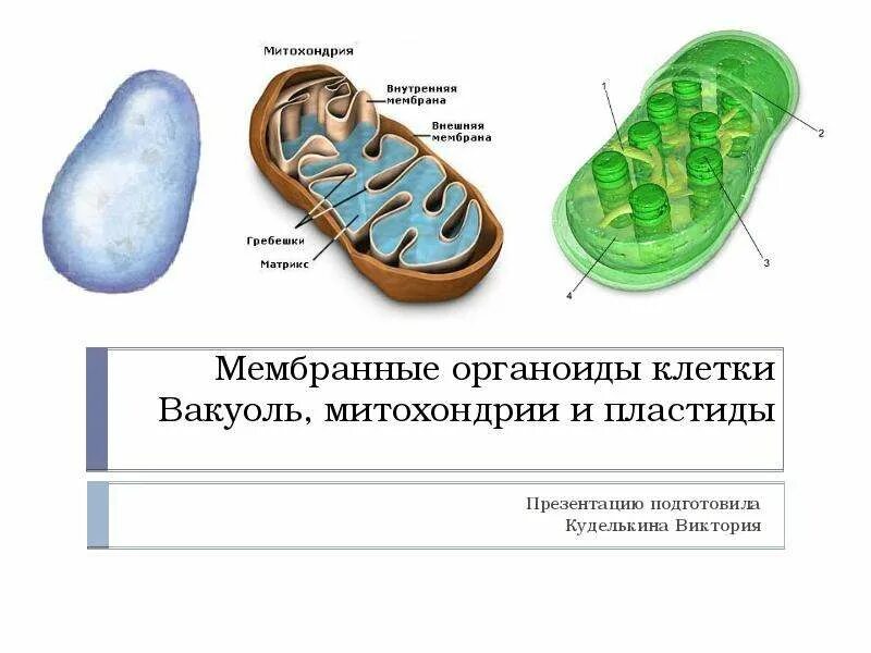 Мембранные органоиды клетки. Мембранные органеллы пластиды. Мембранные органеллы клетки (митохондрии, строение и функции).. Двумембранные органоиды растений. Митохондрия микротрубочка хлоропласт