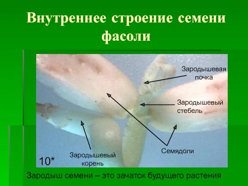 3 зародыш семени это. Внутреннее строение семени фасоли. Внешнее и внутреннее строение семени. Зародыш — зачаток будущего растения.. Зародышевый корень семени.