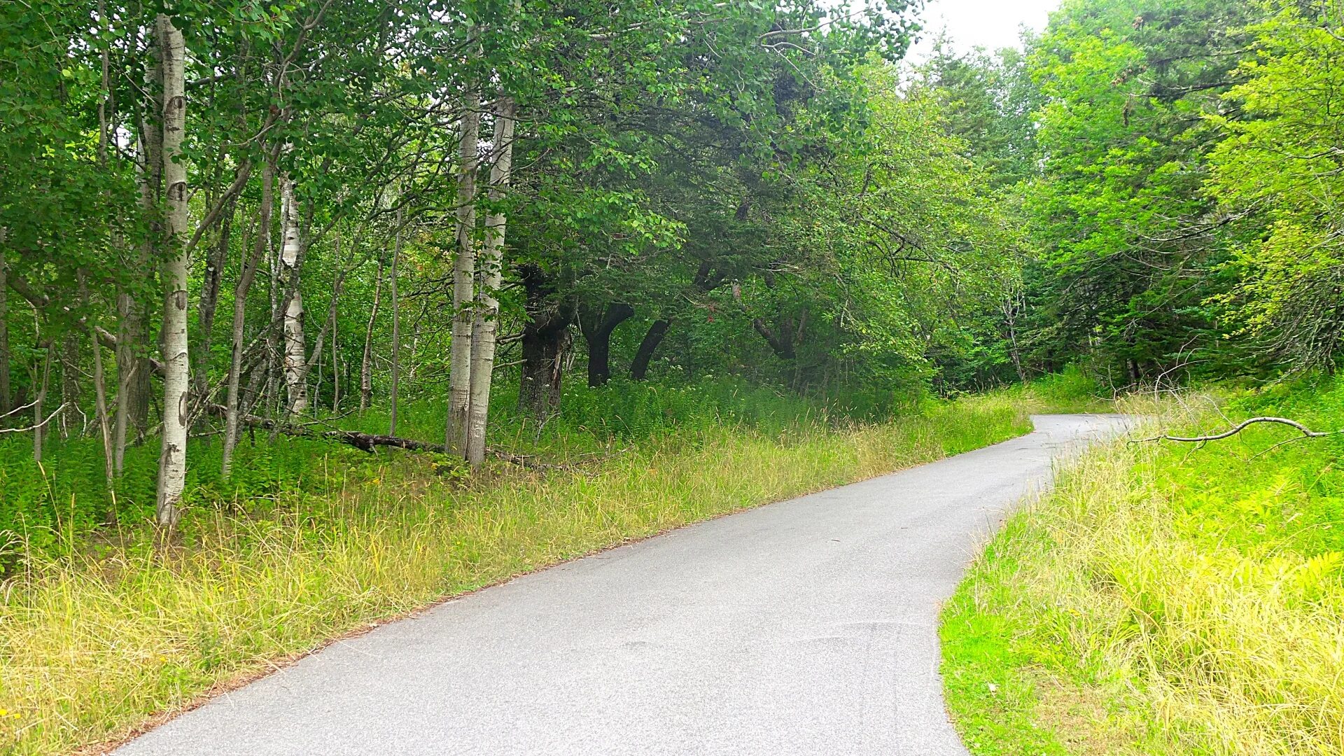это было на лесных дорогах. это было на лесных дорогах. дорога в лесу. проселочная лесная дорога. лесная канава данилово лес.