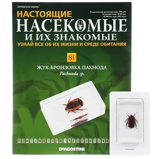 Настоящие насекомые