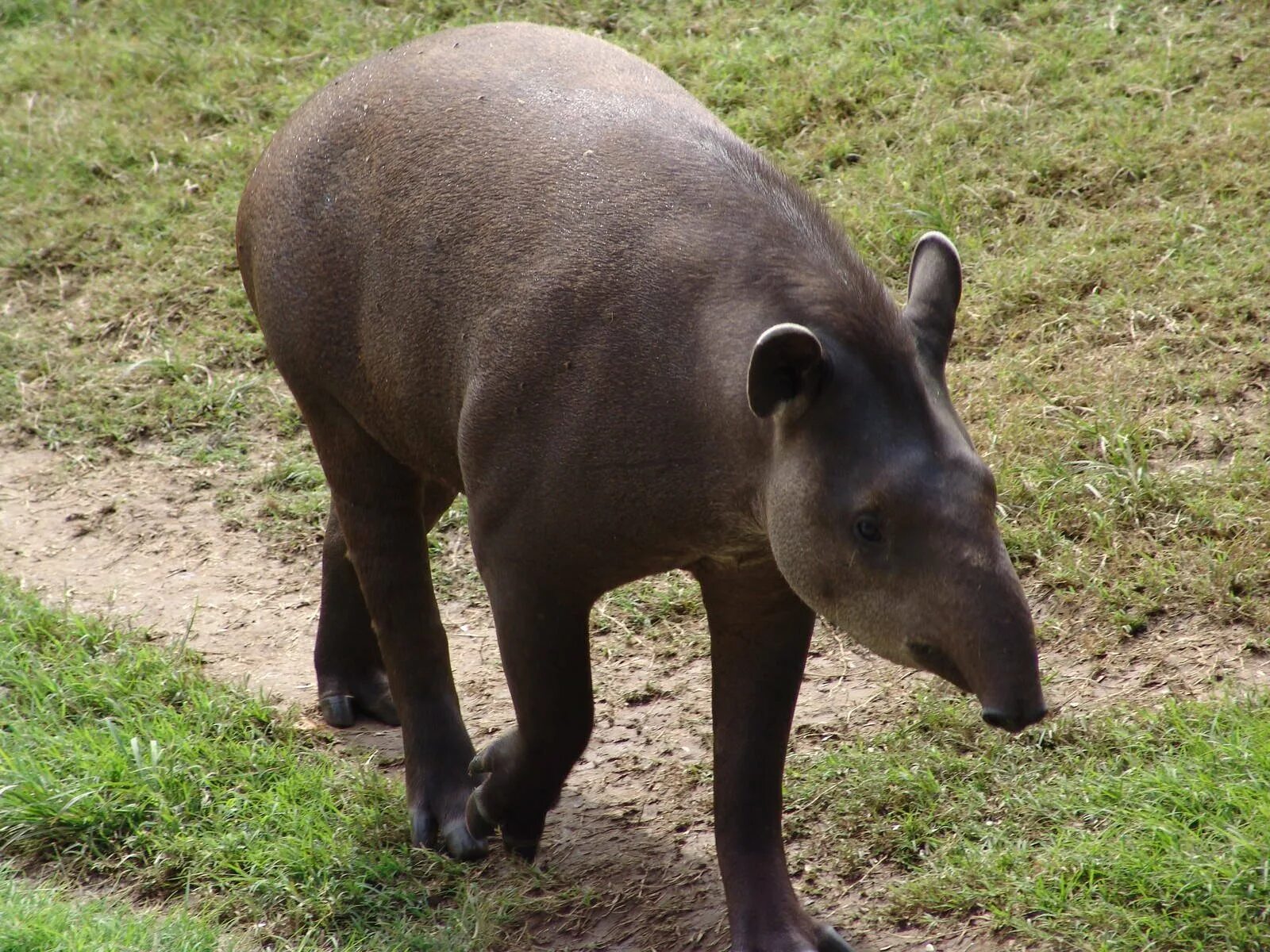 Тапир эндемик. Тапир и муравьед. Тапир в Южной Америке. Tapirus terrestris.