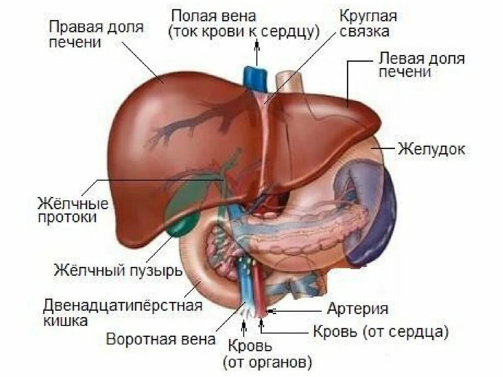 Сердце желчный пузырь