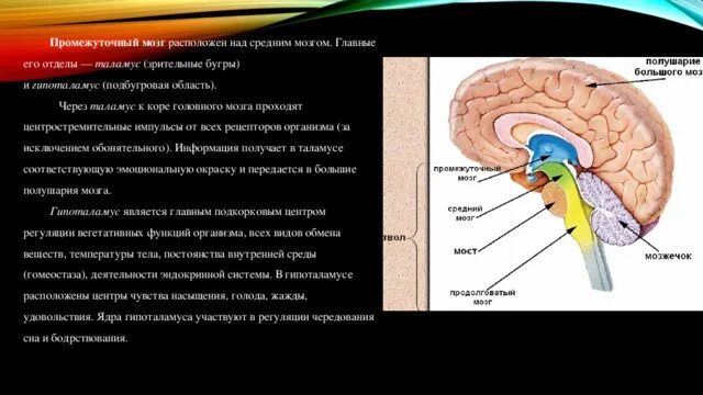 Промежуточный мозг расположен над. Средний и промежуточный мозг. Надбугрова область промежутосного мозга. Промежуточный мозг строение и функции.