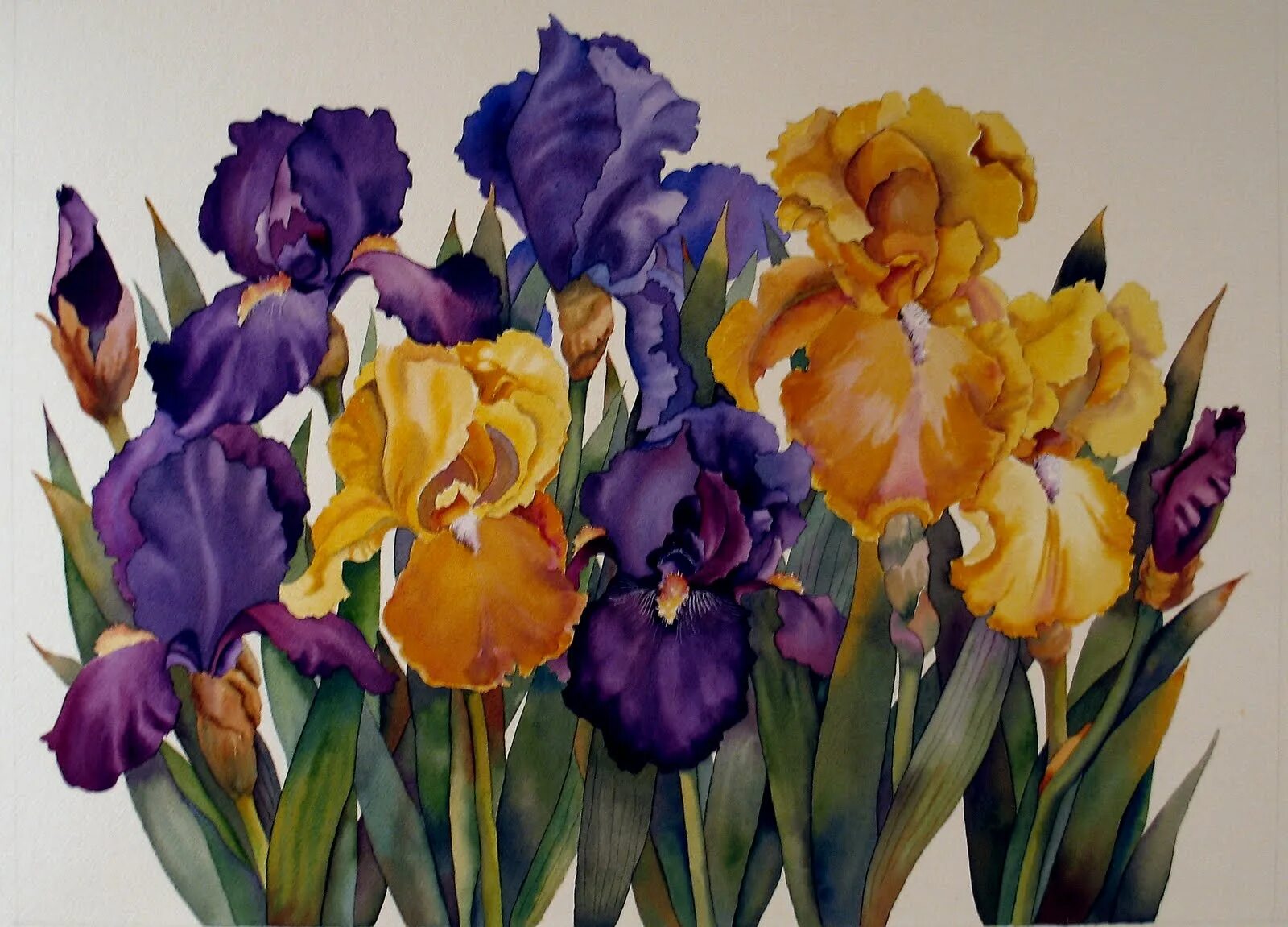Iris x graphics