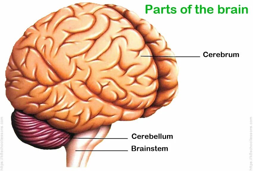 Parts of the Brain. Human Brain Parts. Physical structure of the Human Brain.