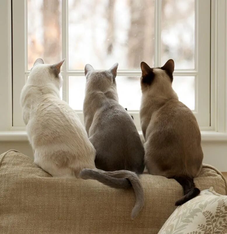 Три кошки. Три красивые кошки. Дом для кошки. Трое кошек.
