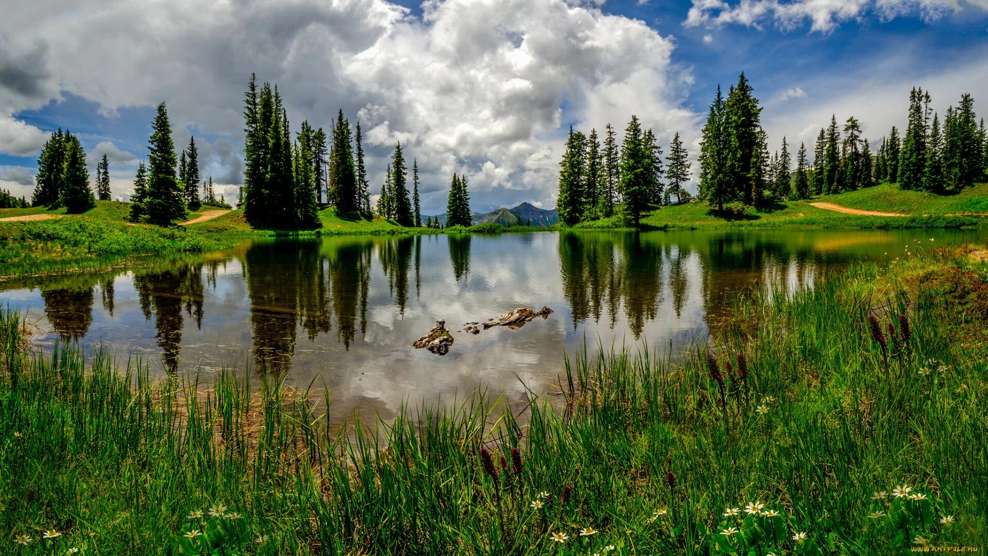 Река леса и воздух. Озеро селигер вода. Лесная речка ленинградской области. Озера карелии. Тайга (хвойные леса) сыктывкар.