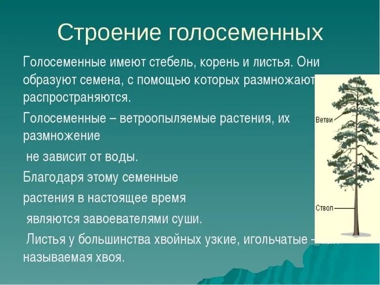 Каково значение голосеменных растений 7 класс кратко. Строение голосеменных растений. голосеменные растения строение голосеменных;. основные характеристики голосеменных. внешнее строение голосеменных растений.