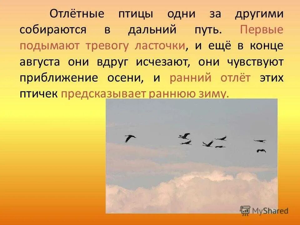 Птицы улетающие первыми. Отлет птиц осенью. Перелетные птицы. Отлет перелетных птиц. Какие птицы летят на Юг.