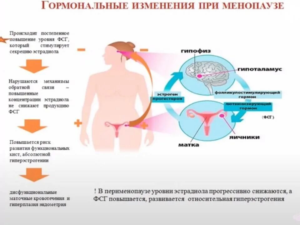 Менопауза матка