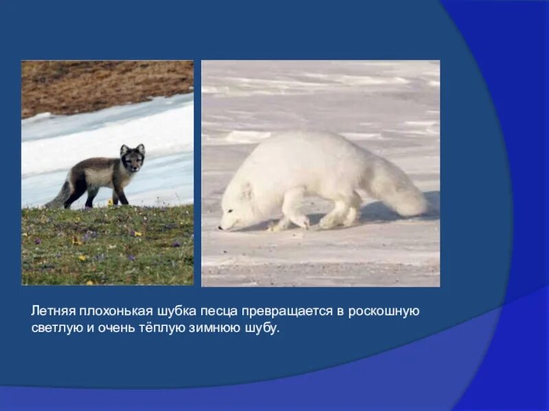 Пушные промысловые животные. Приспособленность песца. Температура песца. Песец приспособления. Приспособленность песца.