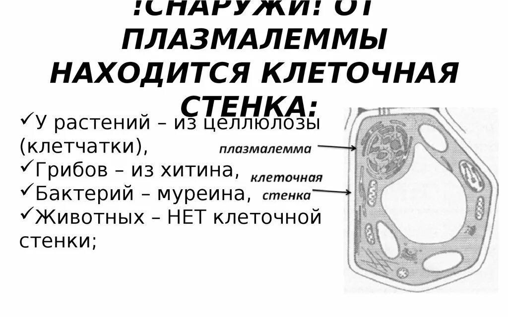 Клеточной мембране клетки грибов. Плазмалемма и клеточная стенка. Строение плазмалеммы клеточной стенки. Грибы строение клетки плазмалемма. Снаружи от плазмалеммы находится клеточная стенка у растений.