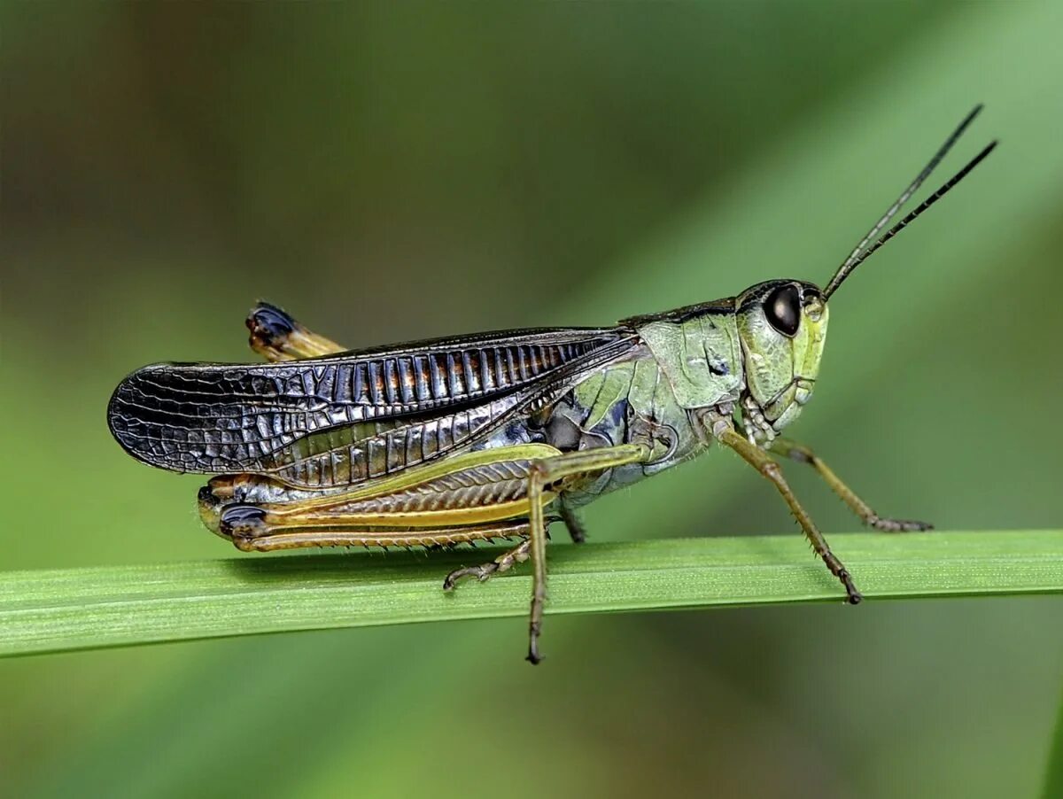 Кузнечик окраска тела. Кузнечик амбликорифа. радужный кузнечик dactylotum bicolor. кузнечик зичия. кузнечик луговой.