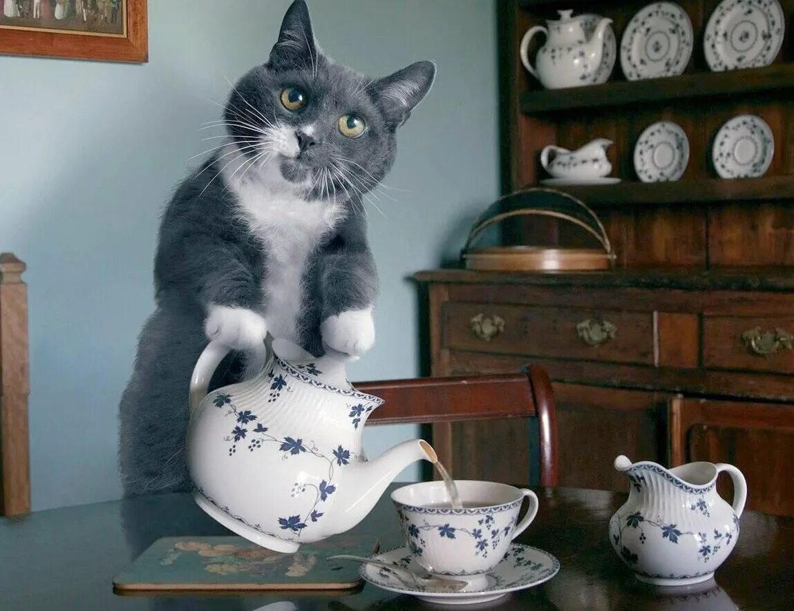 Кот с чашкой чая. Уютные коты. Кот и кофе. Котик с чашкой кофе. Котик и чай.