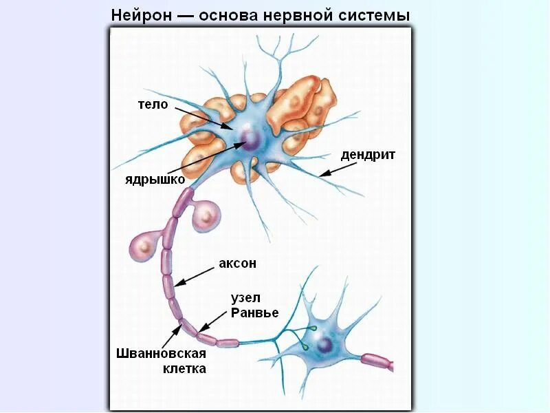 Нервная система строение нейрона. Строение нейрона Refleks. Строение нейрона биология 8. Нерв строение ЕГЭ. Нервные узлы и нейрон