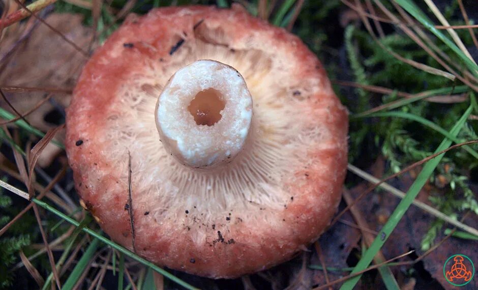 волнушки лисички рыжики. белый рыжик. волнушка гриб. гриб волнушка розовая. сибирский рыжик.