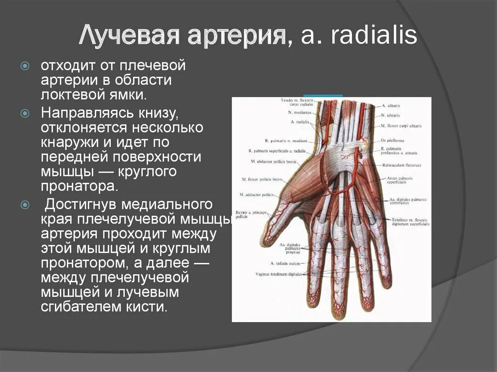 Правая лучевая артерия. Артерия recurrens radialis. Поверхностная ладонная ветвь лучевой артерии. Топографическая анатомия лучевой артерии. Анатомия лучевой артерии на предплечье.