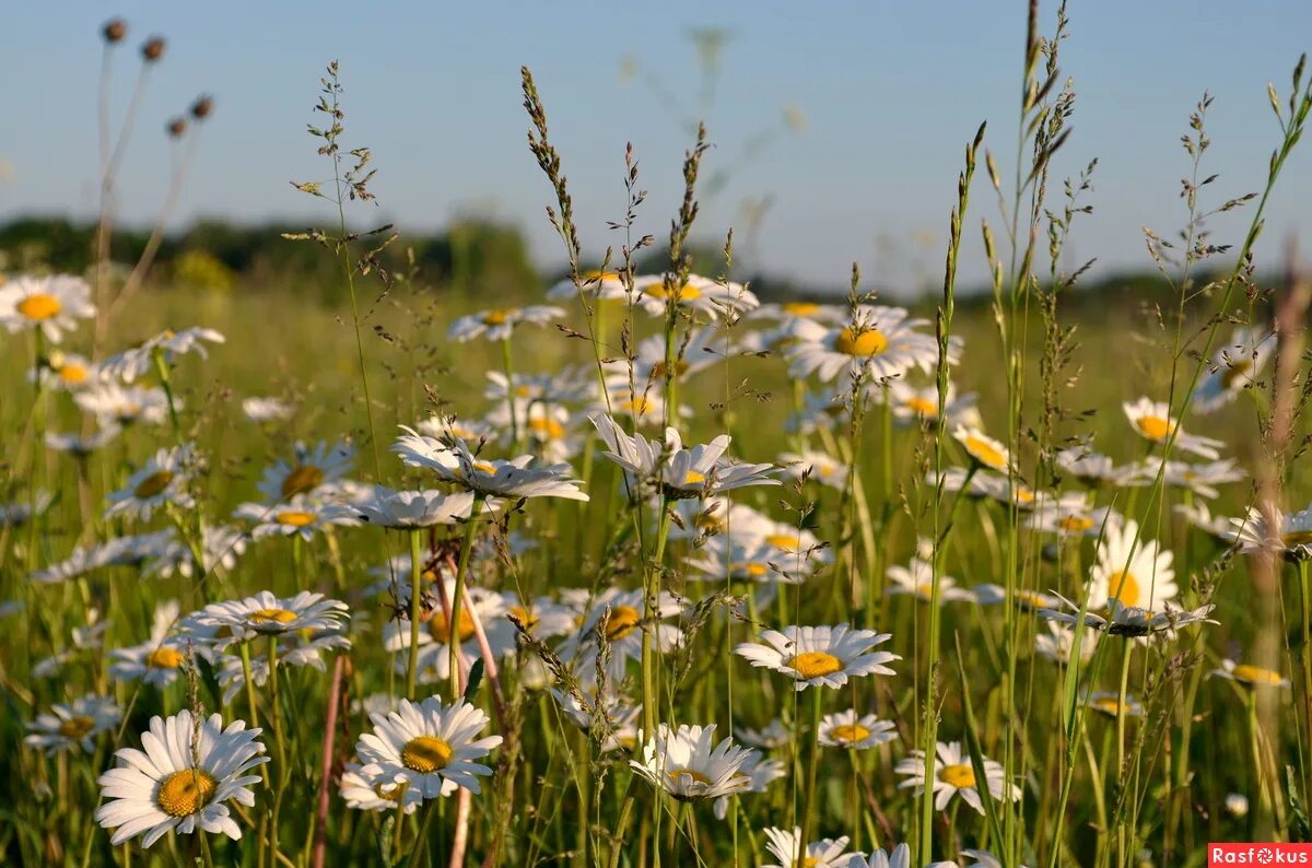 Кватро ромашковые. Ромашковые поля во владимирской области. Ромашковые поля байдарская долина. Ромашковые поля текст кватро. Ромашковые поля абинский район.