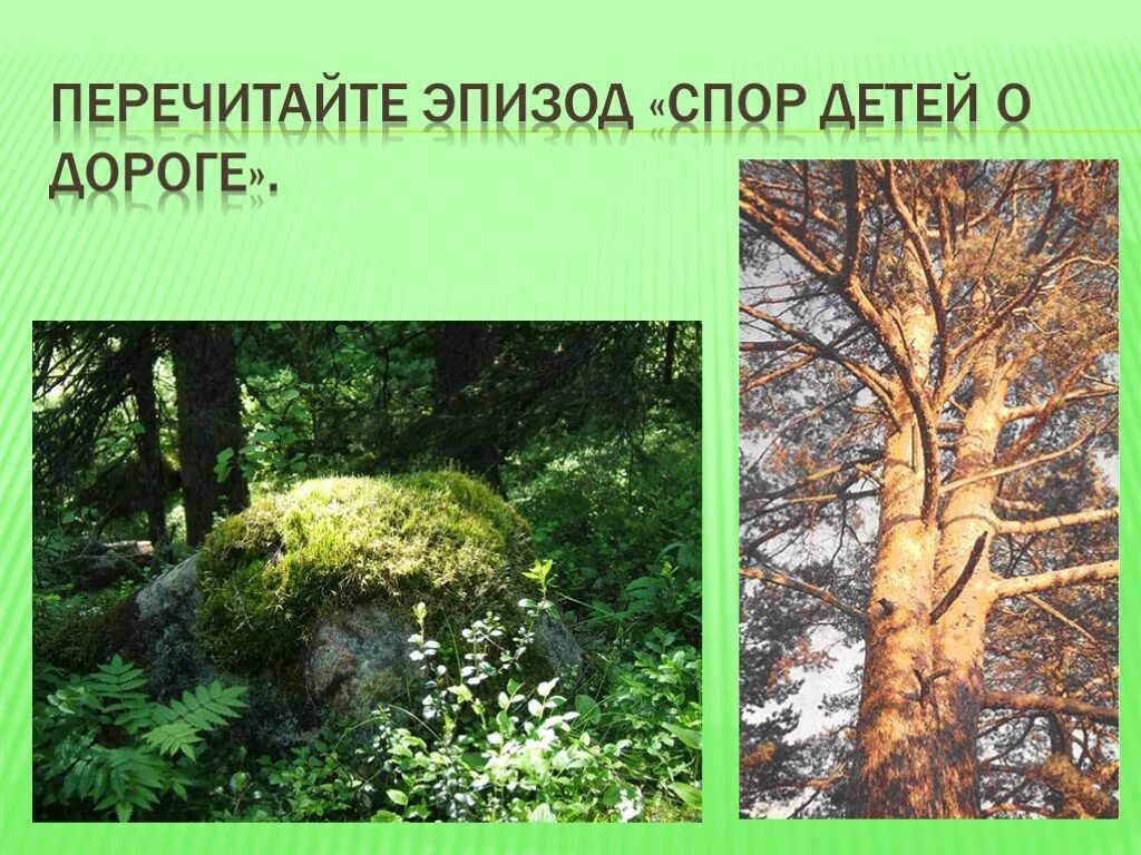 Кладовая солнца деревья. Ель и сосна кладовая солнца. Кладовая солнца иллюстрации. Иллюстрация сосна и ель кладовая солнца. Тропа Насти кладовая солнца.