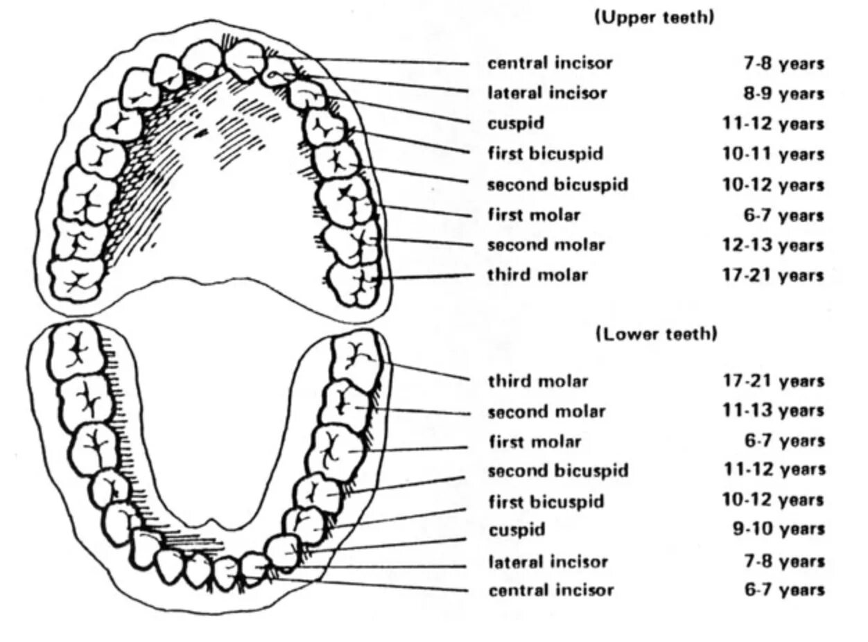 Third molars. Нумерация зубов в стоматологии схема. Цифры зубов в стоматологии. Incisor Teeth в кабалле 32 зуба. Номера зубов в стоматологии схема.