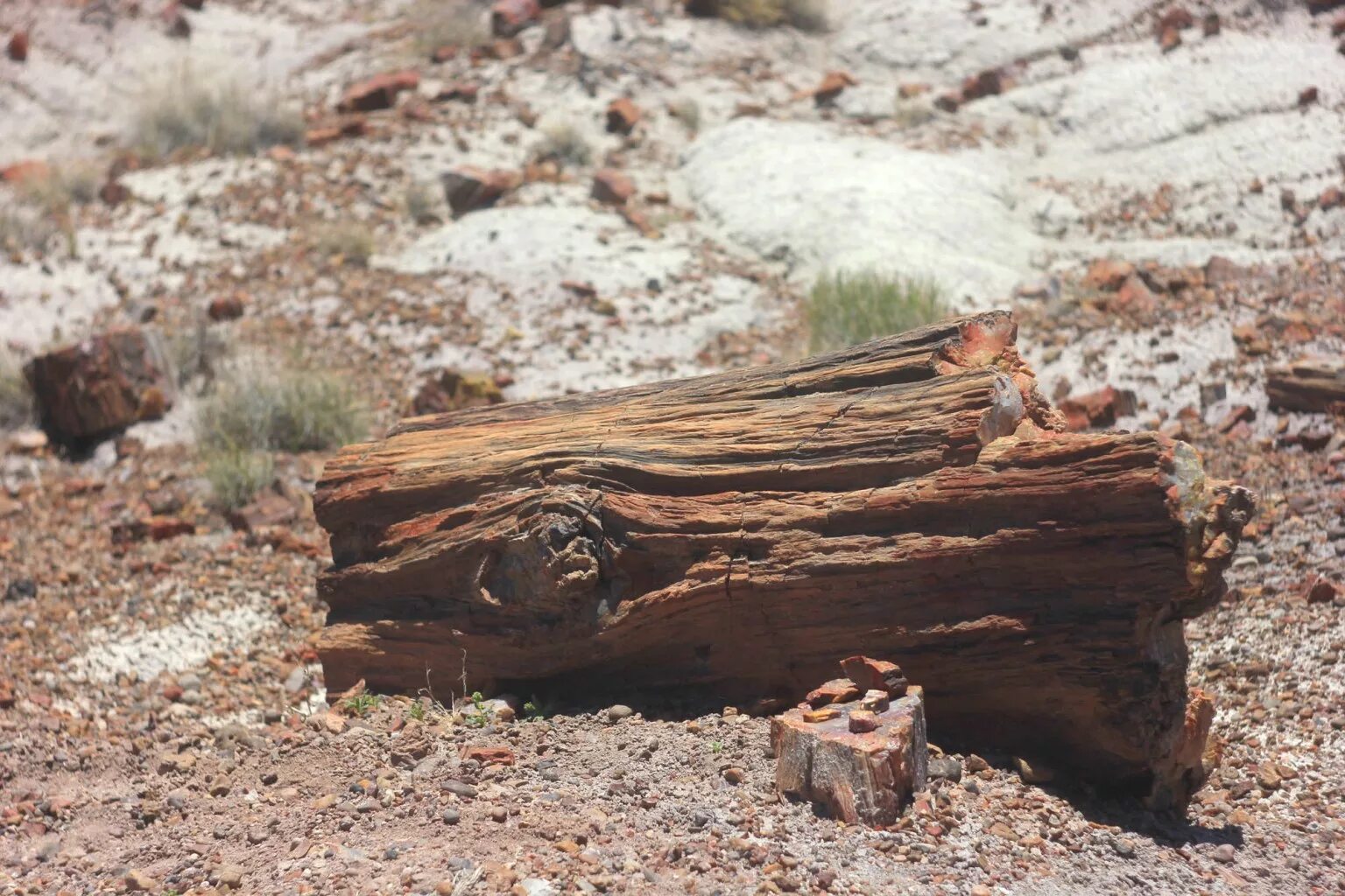 Окаменевшая хвойная. Окаменелые деревья в Аризоне. Окаменелое дерево.(Petrified Wood).. Каменное дерево Арчединско. Окаменевший лес Петрифайд-Форест, США.