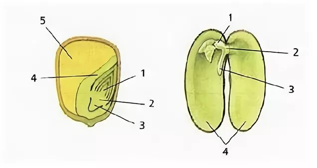Зерновкакукурущы строение. Строение семени зерновки кукурузы. Части зерновки кукурузы и семени фасоли. Строение зерновки кукурузы биология.