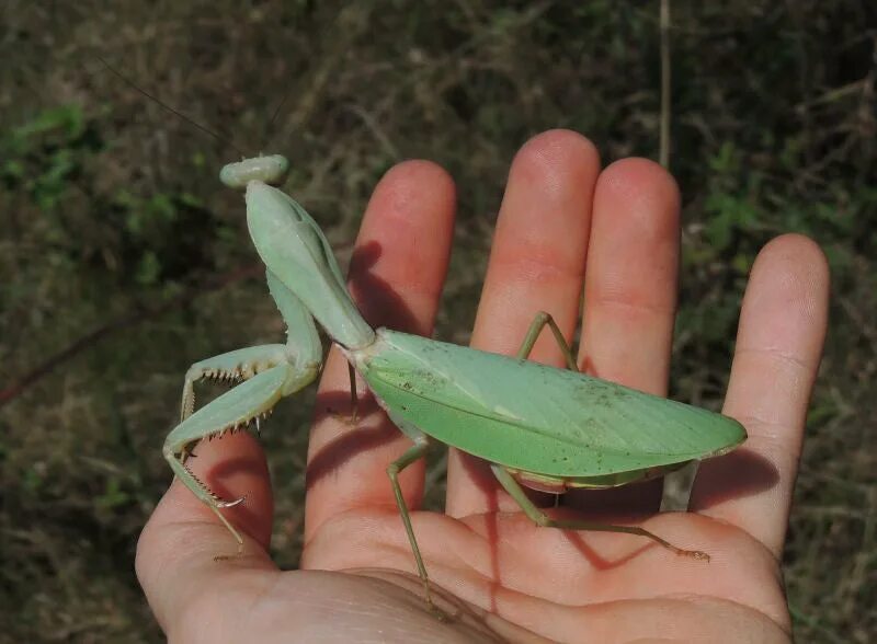 Размер богомолов. Ischnomantis Gigas богомол. Ромбодера богомол. Гигантский азиатский богомол. Щитовидный древесный богомол.