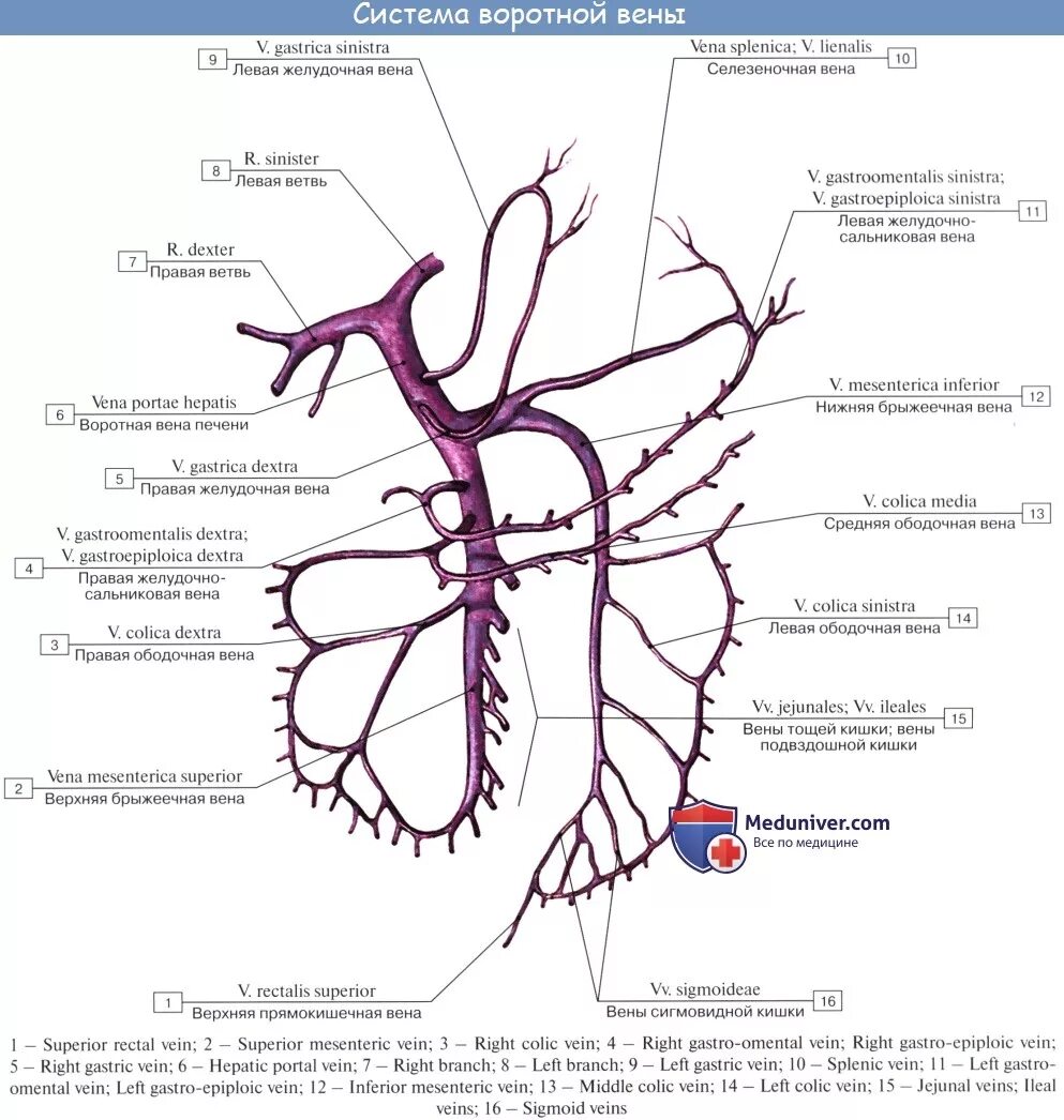 Система воротной вены схема. Воротная Вена анатомия схема. Схема формирования воротной вены. Схема ветвей воротной вены. Правая воротная вена