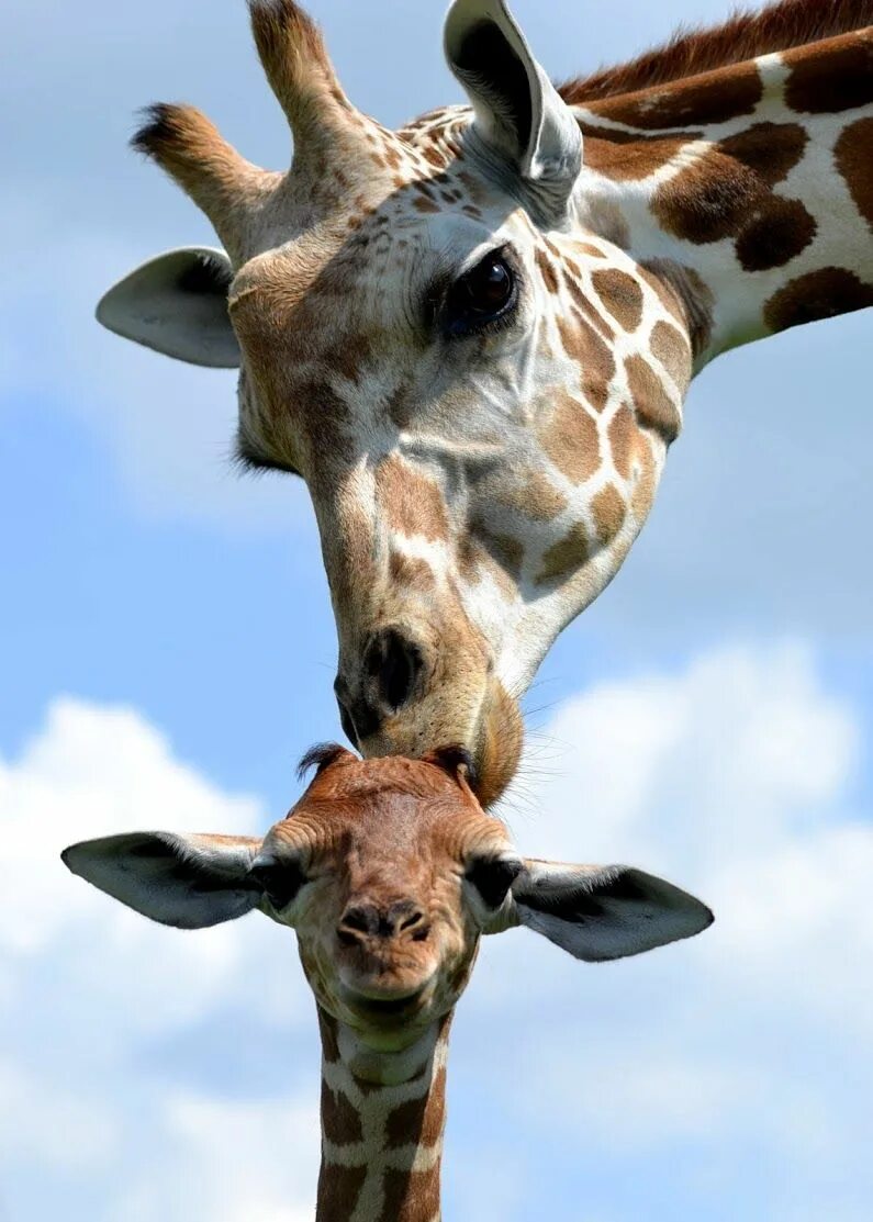 Жираф жирафиха Жирафенок. Смешные Жирафы. Веселые животные. Любопытный Жираф. Смешные животные для детей
