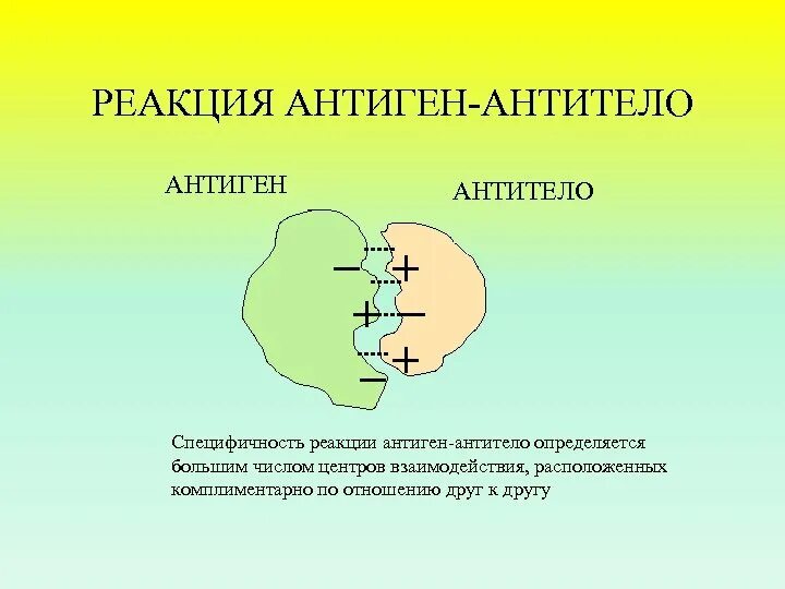 Антигены и соответствующие антитела