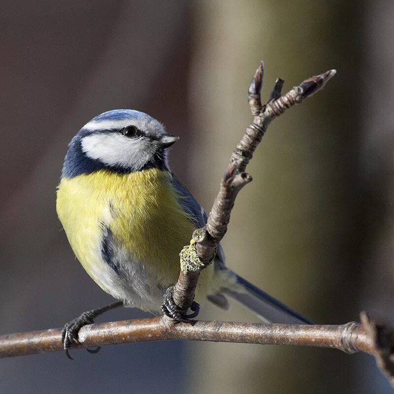 белощекая синица. синичка белая лазоревка. синица московка. как называется птичка похожая на синичку. птицы похожие на синичек.