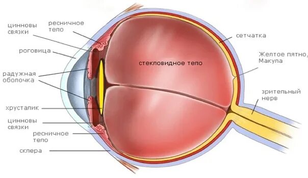 Строение желтого пятна глаза. Строение глаза макула. Строение желтого пятна.