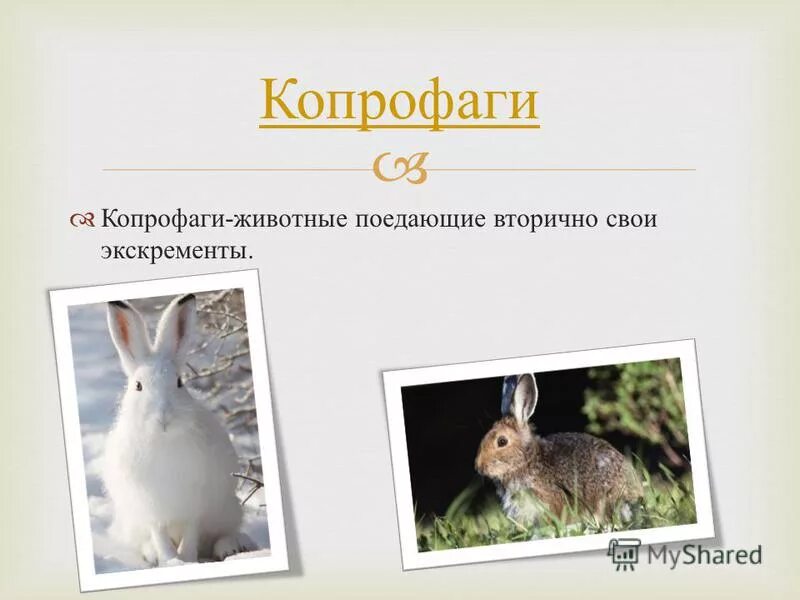 Какую информацию получают животные. Органы чувств у зверей. Получение информации у животных. Органы чувств животных 3 класс. Какую информацию получают животные.