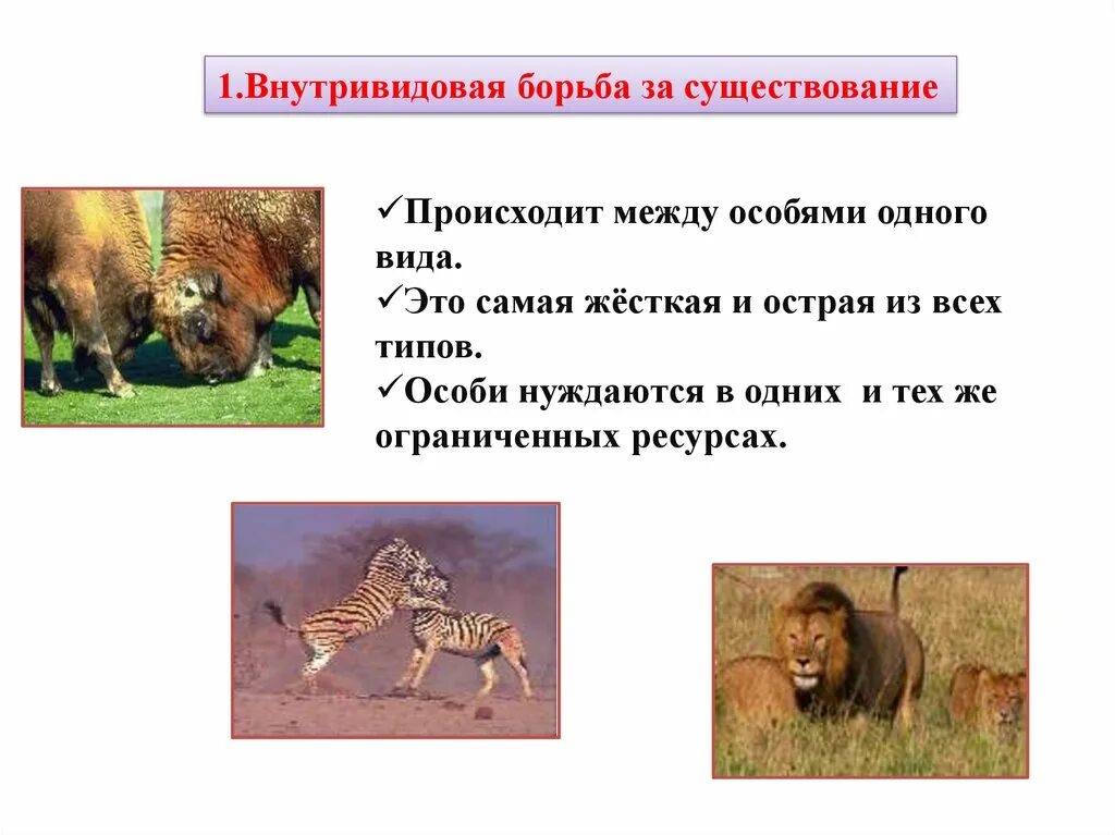 Характеристика внутривидовой борьбы. Внутривидовая борьба за существование. Внутривидовая форма борьбы за существование. Внутривидовая борьба примеры.