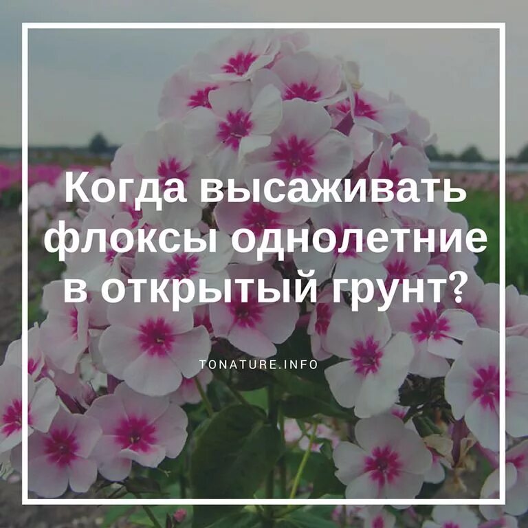 Флоксы многолетние. Флокс однолетний надо прищипывать. Однолетние Флоксы прищипывают. Семена флоксов многолетних.