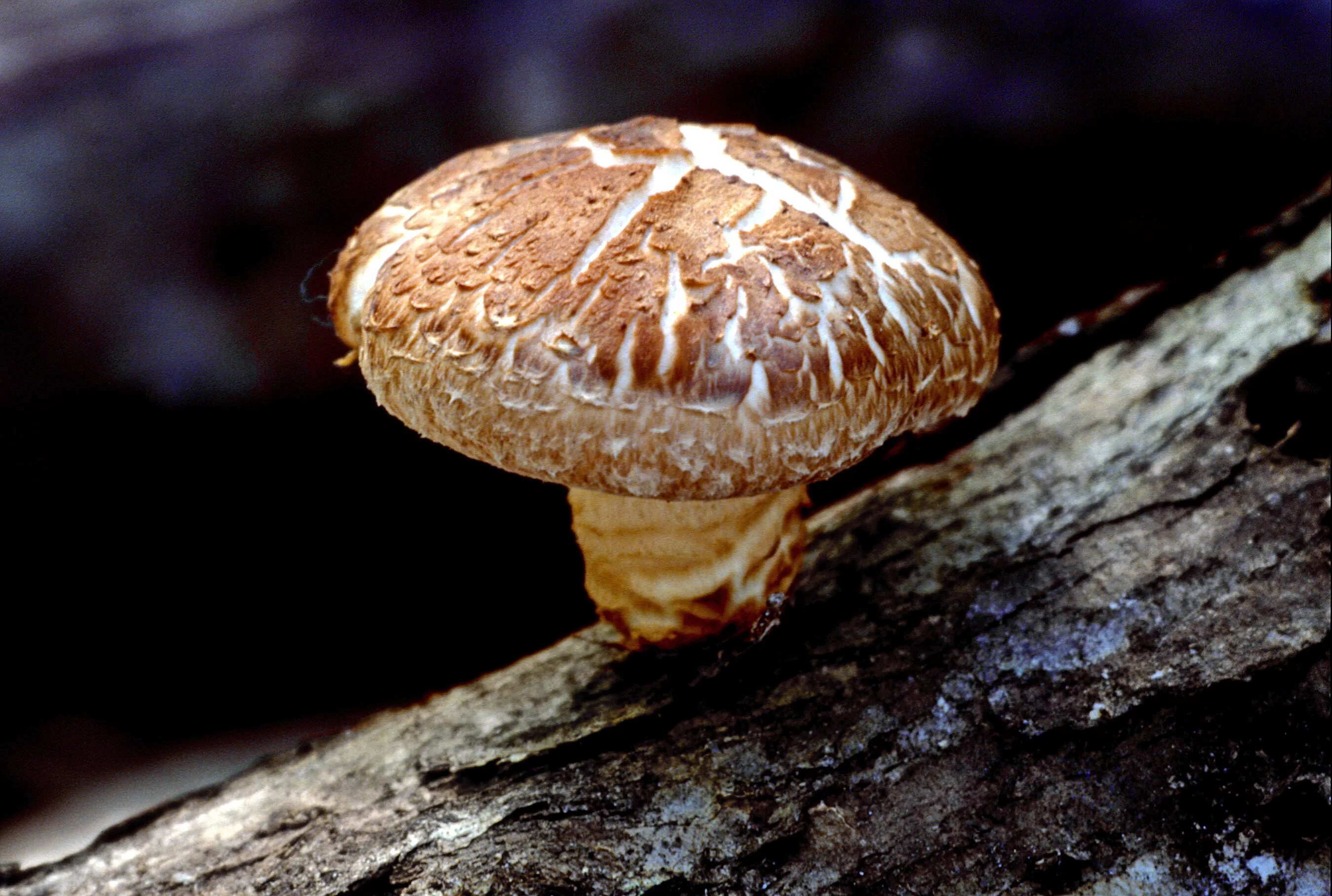 Шиитаке свойства. Шиитаке Lentinula edodes. Шиитаке съедобные грибы. Шиитаке Shiitake (Lentinula edodes). Шиитаке грибы Императорский шампиньон.