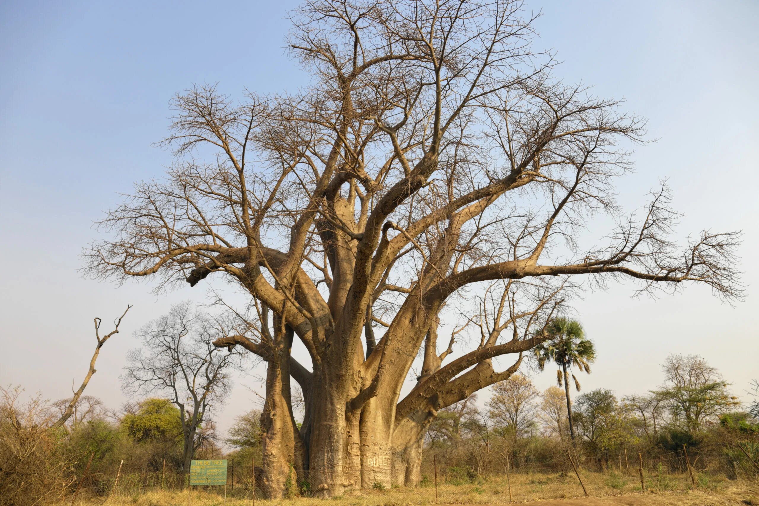 Баобаб дерево. Баобаб в Африке. Баобаб фото дерево. Самое большое дерево в мире баобаб. Культовые деревья