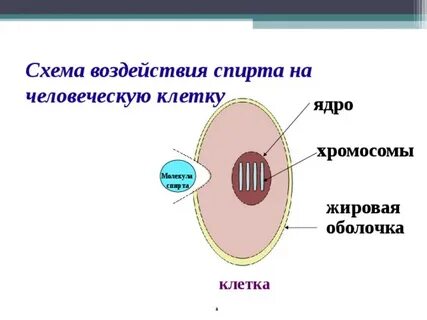 Влияние на клетку